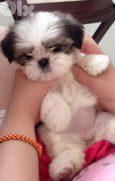 shih tzu