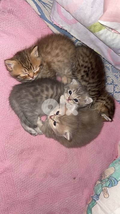 cats for sale 1 month and half