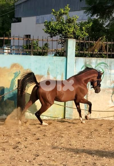 حصان ٦ سنين تبارك الرحمن