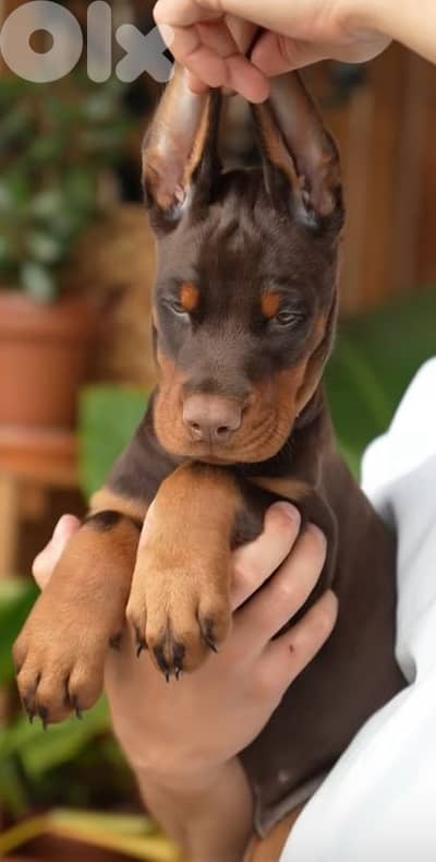 doberman europe
