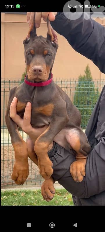 doberman europe 1