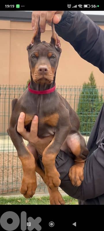 doberman europe 2
