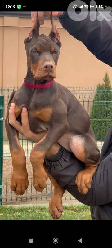 doberman europe 3