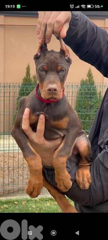 doberman europe 4