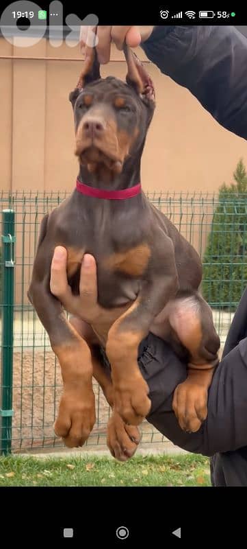 doberman europe 5