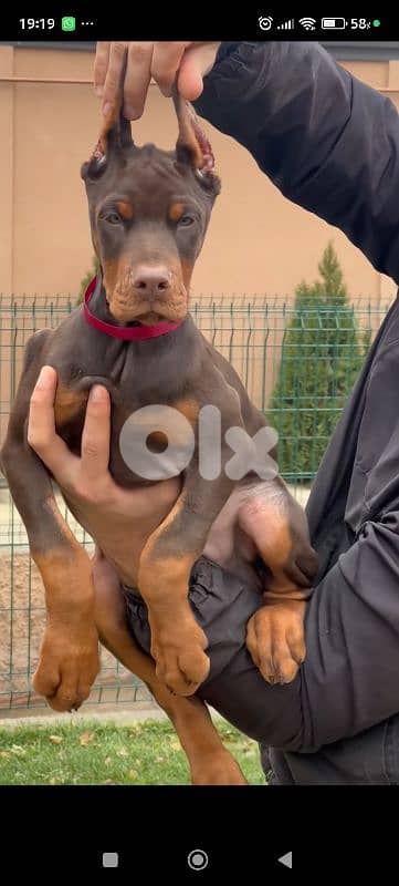 doberman europe 6