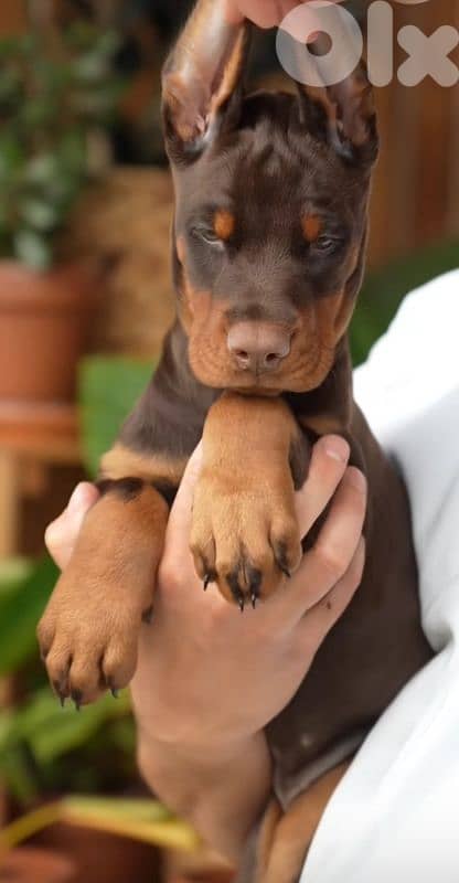 doberman europe 10