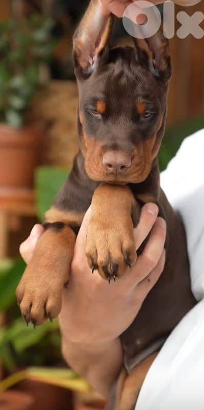 doberman europe 11