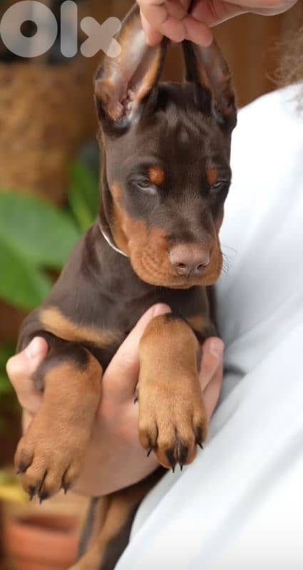 doberman europe 12