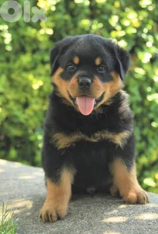 rottweiler 1