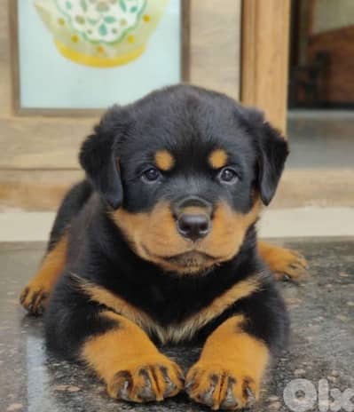 rottweiler