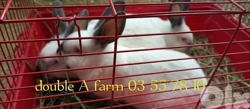 californian rabbits 1