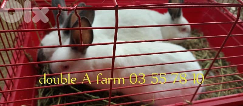 californian rabbits 2