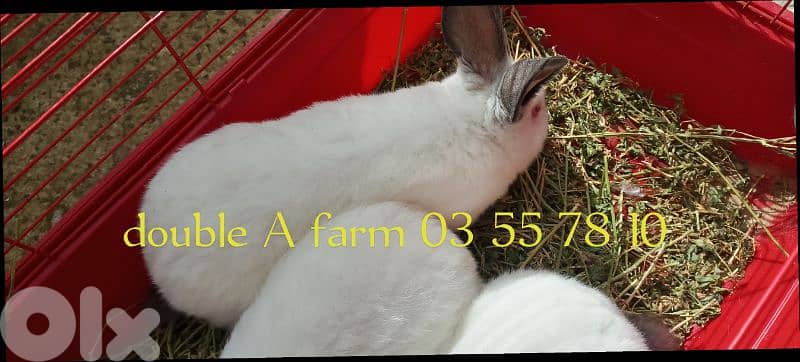 californian rabbits 3