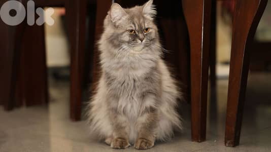 cat siberian Chinchilla mix