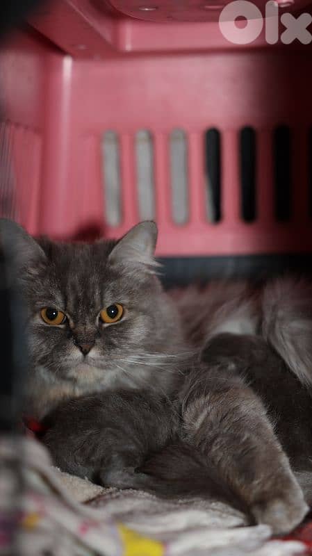 cat siberian Chinchilla mix 1