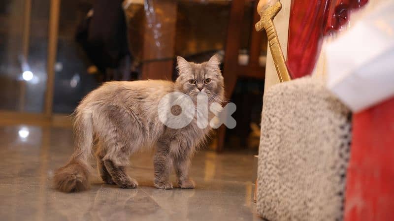 cat siberian Chinchilla mix 2