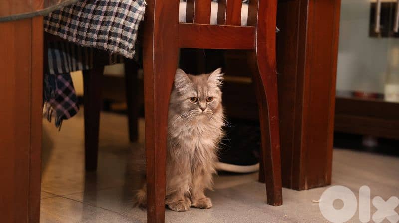 cat siberian Chinchilla mix 3