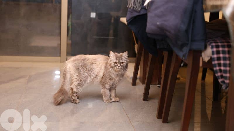 cat siberian Chinchilla mix 4