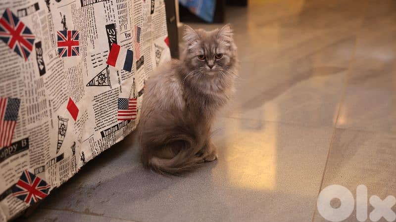 cat siberian Chinchilla mix 5