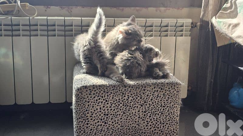 cat siberian Chinchilla mix 6