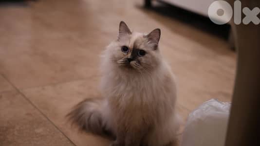 White Blue-Eyed Siberian–Himalayan Female cat