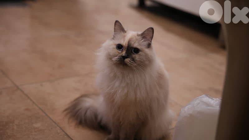 Persian cat 2