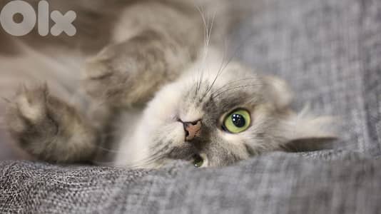 Siberian Mixed-Color Female cat