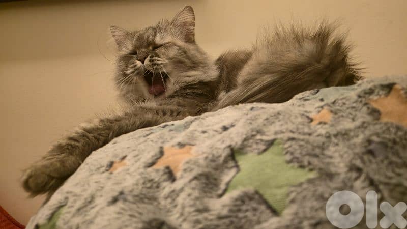 Siberian Mixed-Color Female cat 1