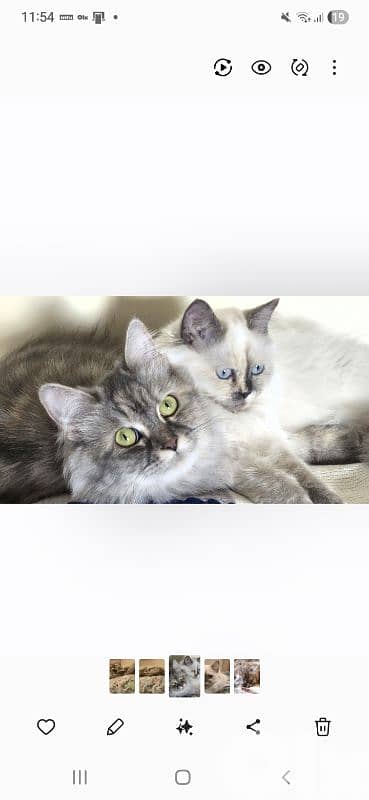 Siberian Mixed-Color Female cat 3