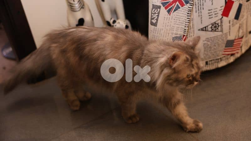 Siberian Mixed-Color Female cat 4