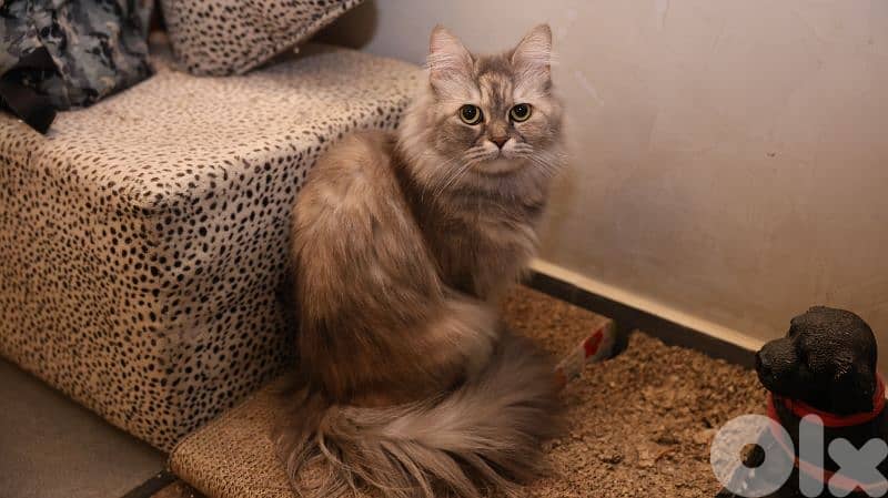 Siberian Mixed-Color Female cat 5