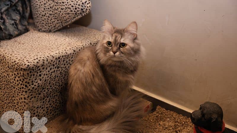 Siberian Mixed-Color Female cat 6
