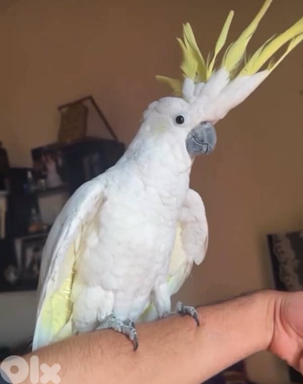 cockatoo 1