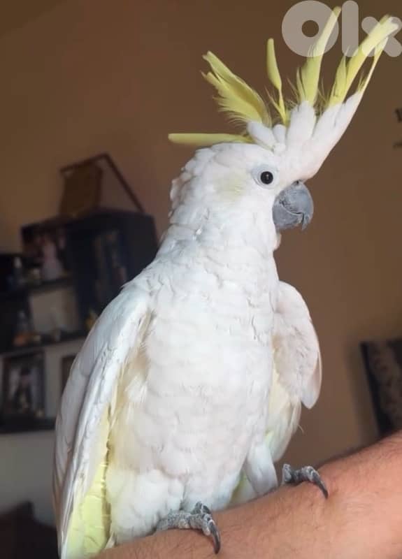 cockatoo 2