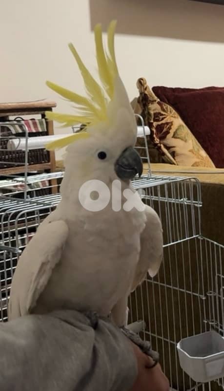 cockatoo 4