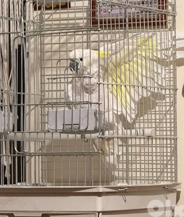 cockatoo 5