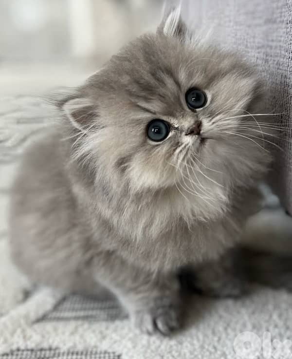 persian light gray 1