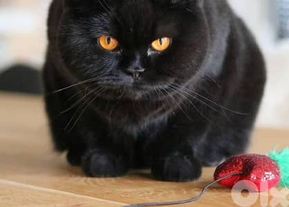 scottish female dark chocolate