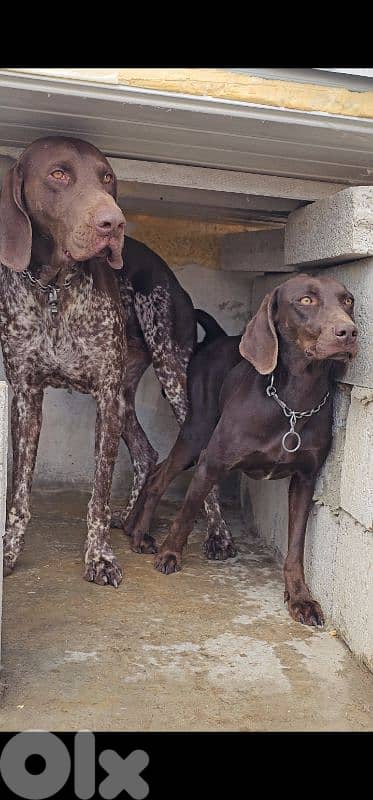 german pointer 2