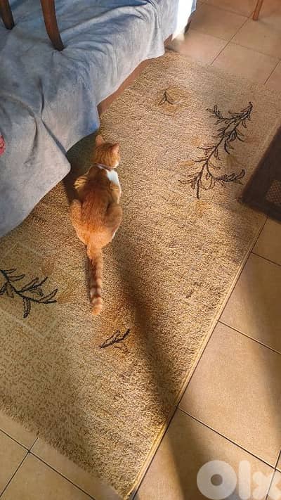 castrated 1 year male old orange cat