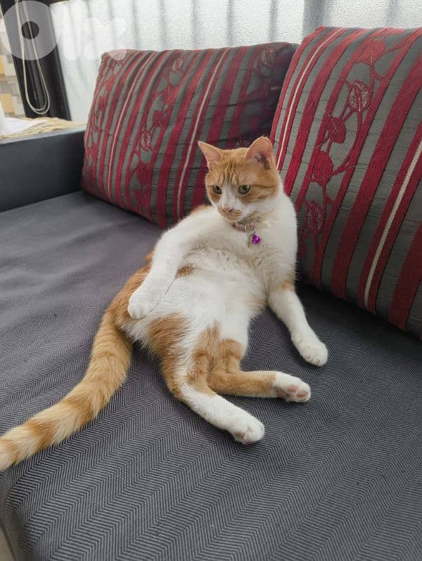 castrated 1 year male old orange cat 1