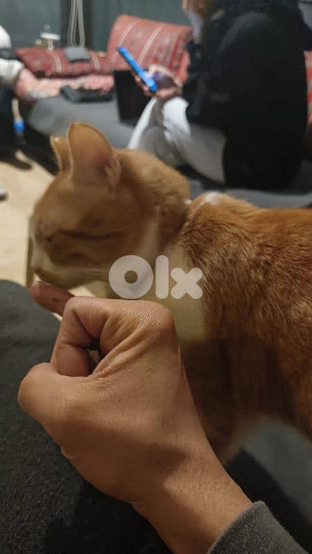 castrated 1 year male old orange cat 2
