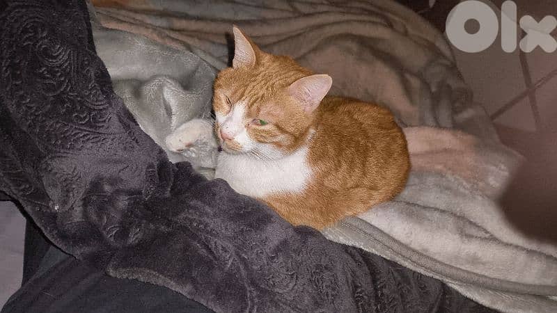 castrated 1 year male old orange cat 3