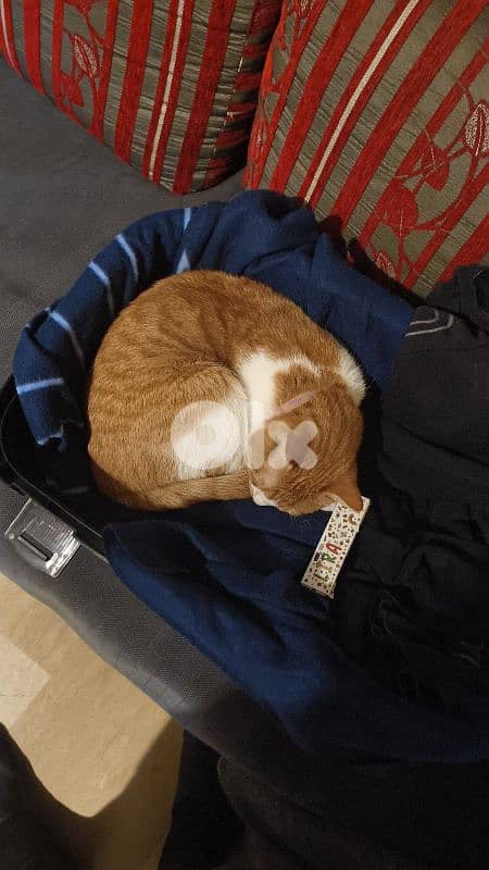 castrated 1 year male old orange cat 4