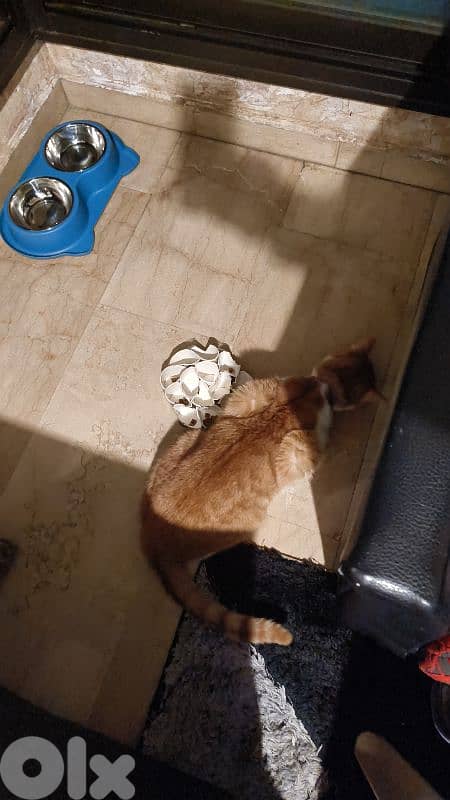 castrated 1 year male old orange cat 6