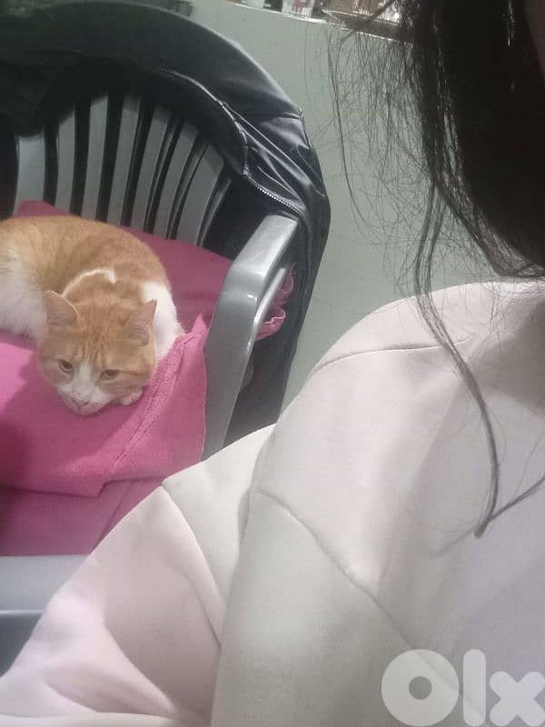 castrated 1 year male old orange cat 7