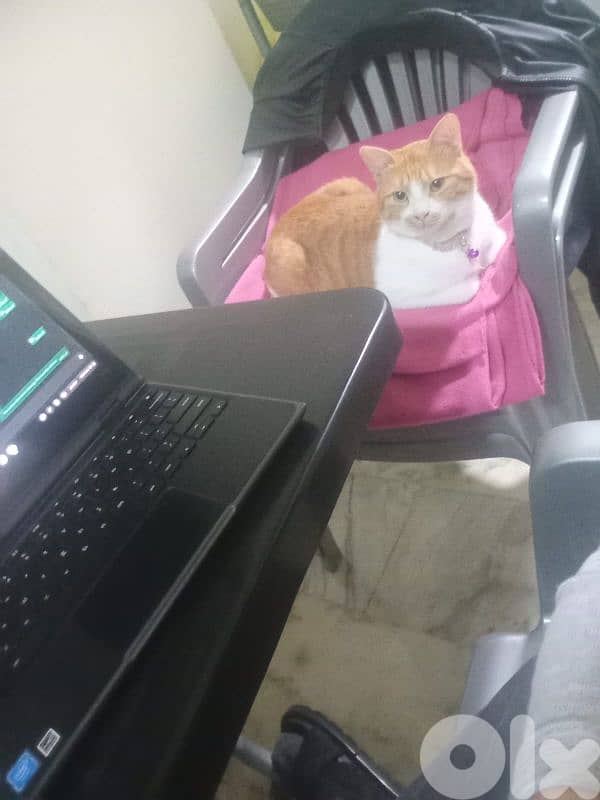 castrated 1 year male old orange cat 8