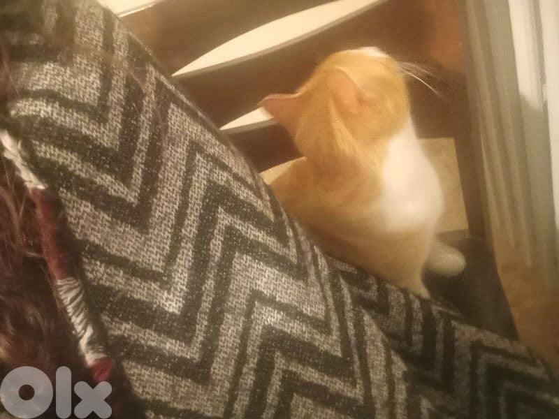 castrated 1 year male old orange cat 9