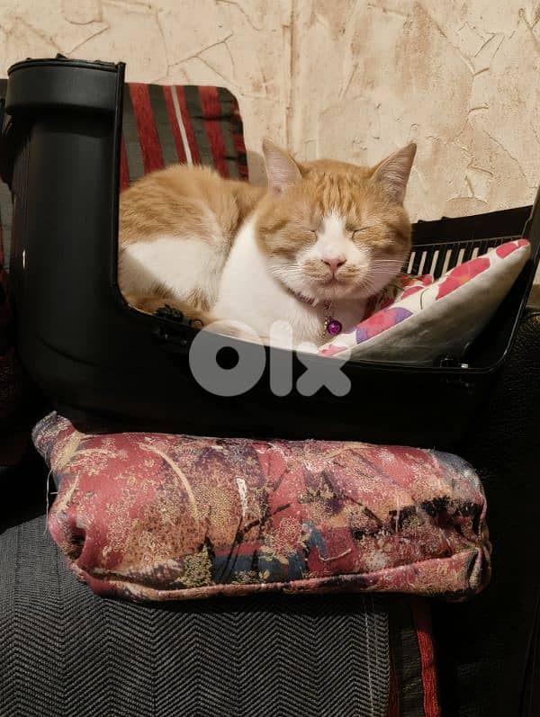 castrated 1 year male old orange cat 12